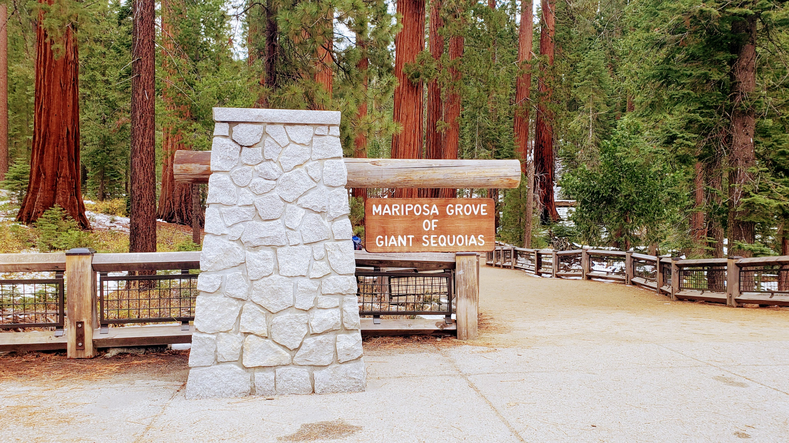 Exploring the Mariposa Grove of Giant Sequoias in Yosemite National Park