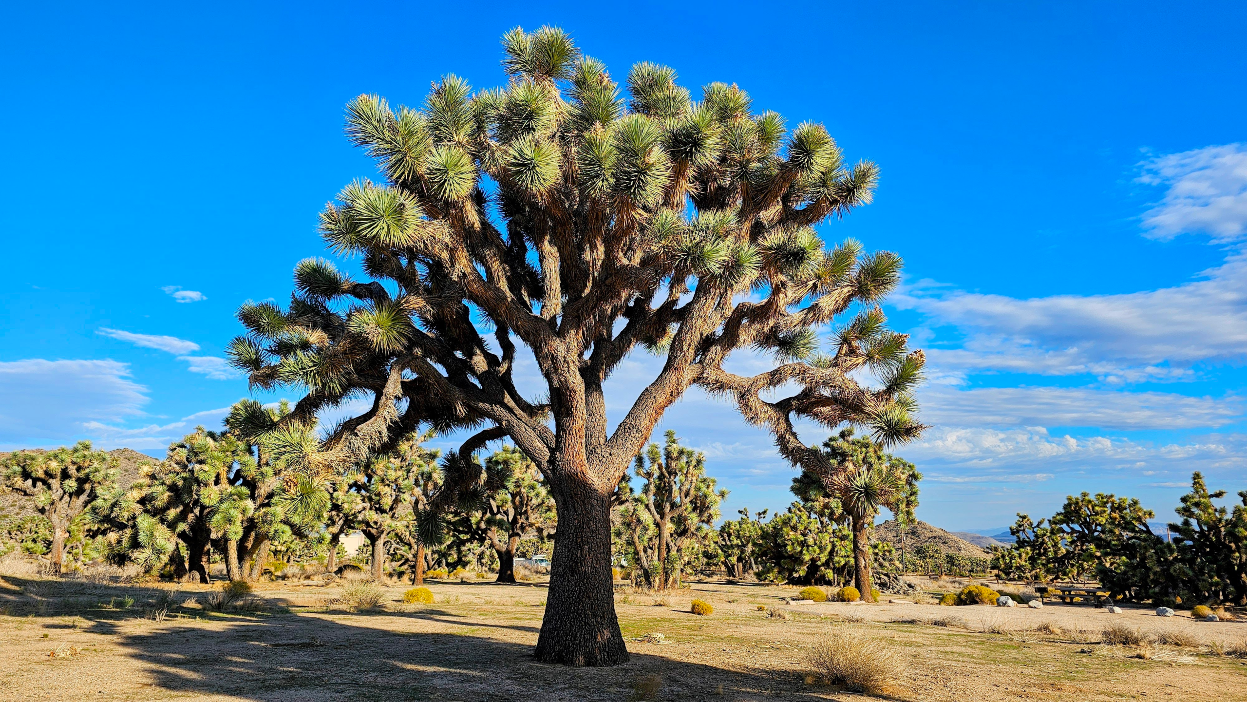 What Wildlife can be seen in Joshua Tree National Park?