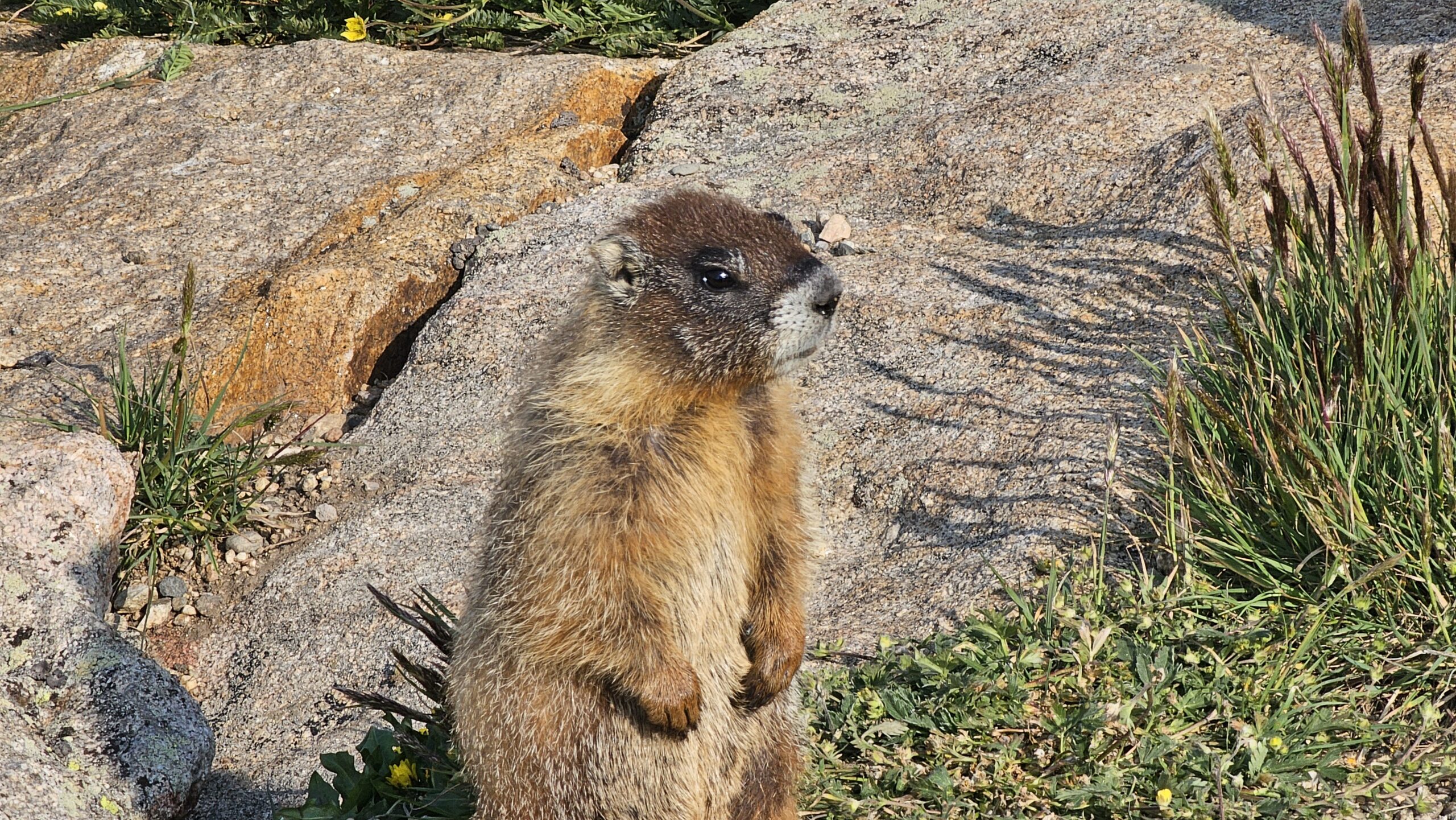 What Wildlife Can Be Seen in Rocky Mountain National Park?
