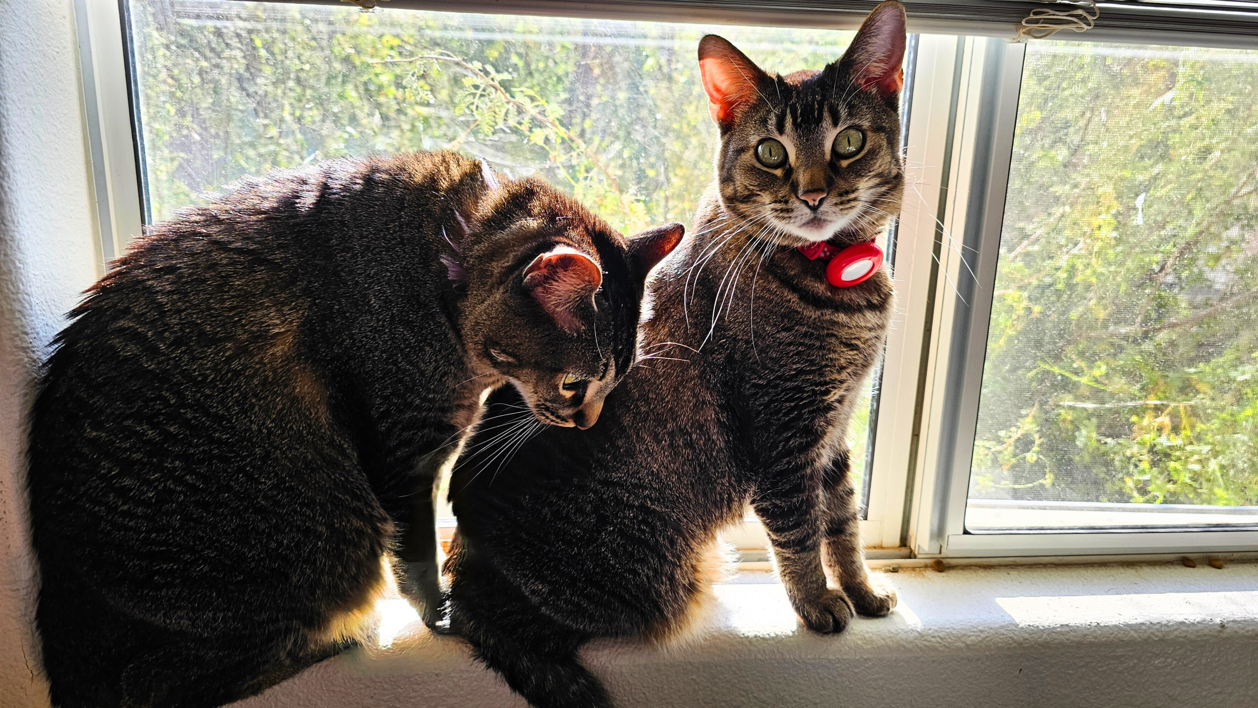 Traveling With Cats: Why Hotels Hate Cats (and How to Road Trip With Them Anyway)